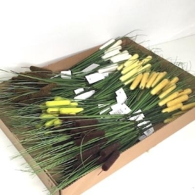 36 x Assorted Bullrush And Grass Bush 35cm