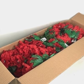 48 x Red Poppy Dragonfly Bush 31cm