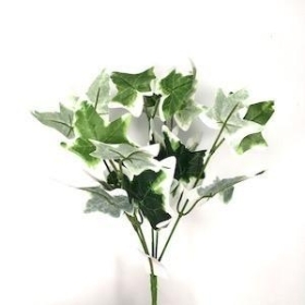 48 x Variegated Mini Ivy Bush 26cm