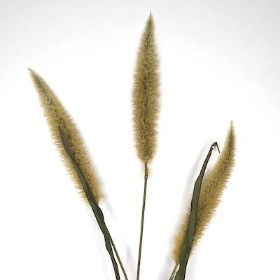 Natural Fountain Grass 92cm