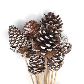 White Tip Pinecone On Stick x 10