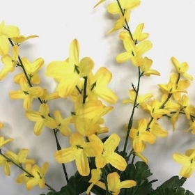 Yellow Forsythia Bush 40cm