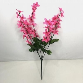 Pink Forsythia Bush 40cm