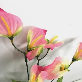 Pink Calla Lily Bush 34cm