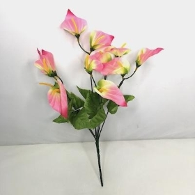 Pink Calla Lily Bush 34cm