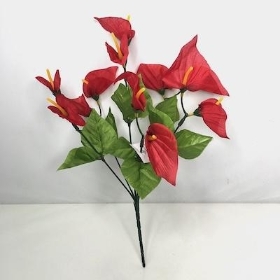 Red Calla Lily Bush 34cm