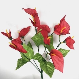 Red Calla Lily Bush 34cm