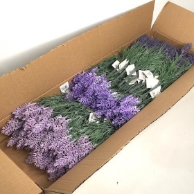 48 x Assorted Lavender Bush 32cm