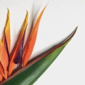 Strelitzia 89cm