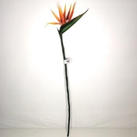 Strelitzia 89cm