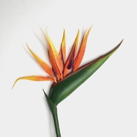 Strelitzia 89cm
