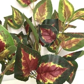 Red Green Coleus Bush 41cm