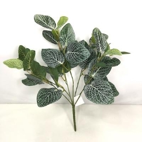 Green Fittonia Bush 39cm