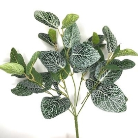 Green Fittonia Bush 39cm