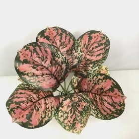 Pink Green Brunnera Bush 26cm