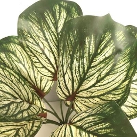 Variegated Brunnera Bush 26cm