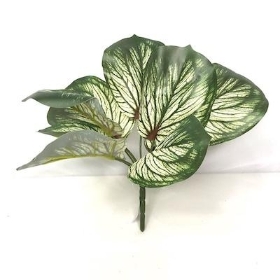 Variegated Brunnera Bush 26cm