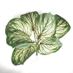 Variegated Brunnera Bush 26cm