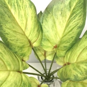 Variegated Pothos Bush 27cm