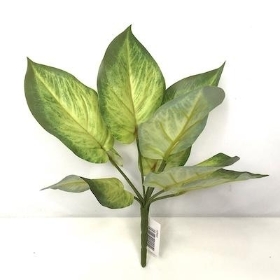 Variegated Pothos Bush 27cm