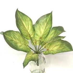 Variegated Pothos Bush 27cm