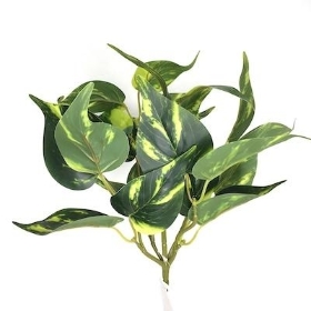 Green Philodendron Bush 27cm