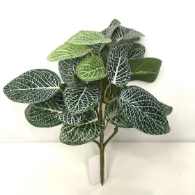 Green Fittonia Bush 25cm