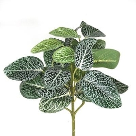Green Fittonia Bush 25cm