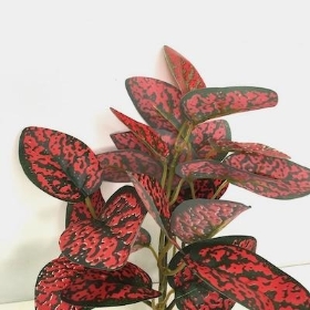 Red Dragon Leaf Bush 25cm