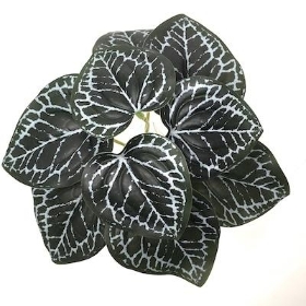 Variegated Begonia Bush 17cm