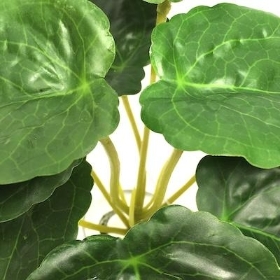 Green Lotus Bush 17cm