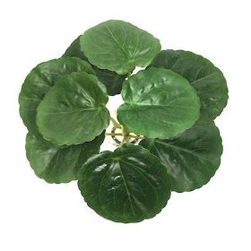 Green Lotus Bush 17cm