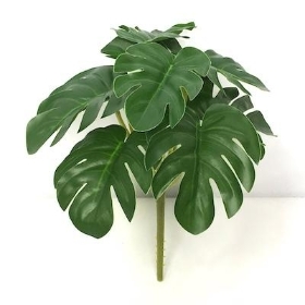 Mini Monstera Bush 17cm