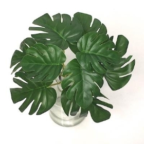 Mini Monstera Bush 17cm