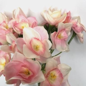 Pink Daffodil Bundle 55cm