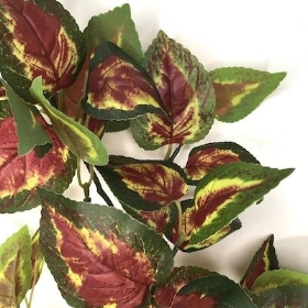 Red Green Coleus Stem 72cm