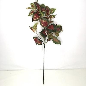 Red Green Coleus Stem 72cm