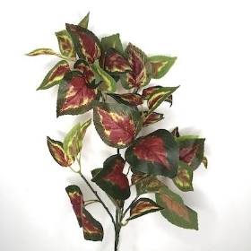 Red Green Coleus Stem 72cm