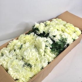 48 x Ivory Carnation Bush 32cm