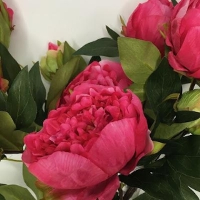 Cerise Peony Bush 58cm