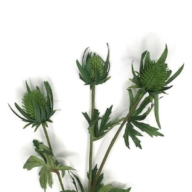 Green Thistle Spray 64cm