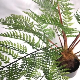 Green Tree Fern 65cm