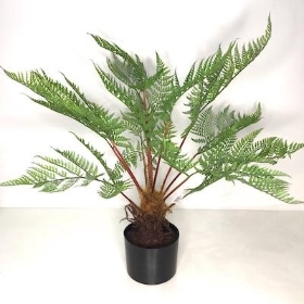 Green Tree Fern 65cm