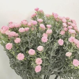 Pink Frosted Gyp Bundle 33cm