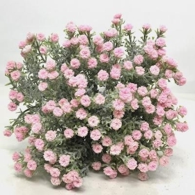 Pink Frosted Gyp Bundle 33cm