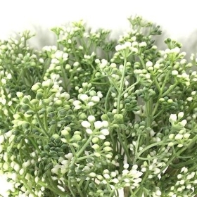 White Heather Bud Bundle 35cm