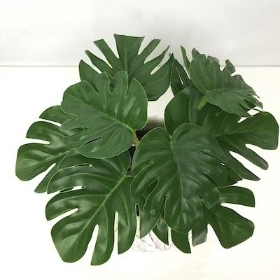 Mini Monstera In Pot 16cm