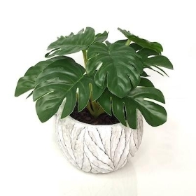 Mini Monstera In Pot 16cm