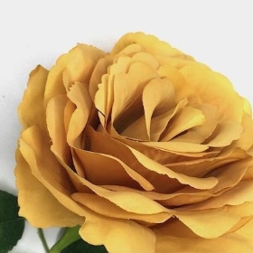 Mustard Open Rose 72cm