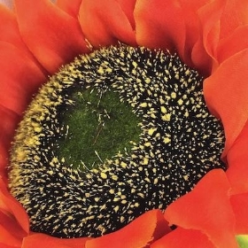 Orange Sunflower 77cm